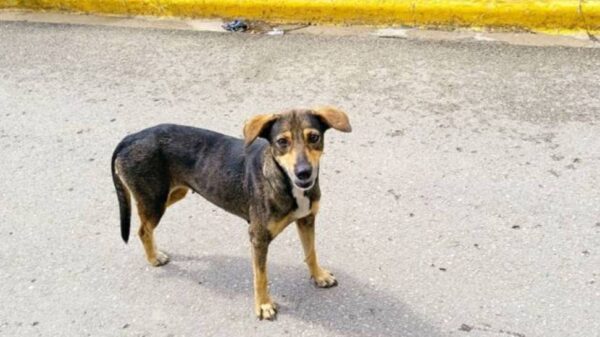 Stray dogs need a roof for this Christmas