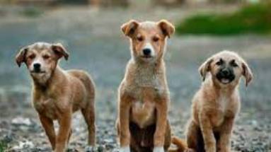 Urgent found dog needs us