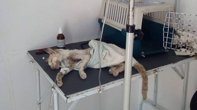 Blind Daisy was found in a terrible state on a Sousse street