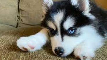 Ayuda Médica para Oscar