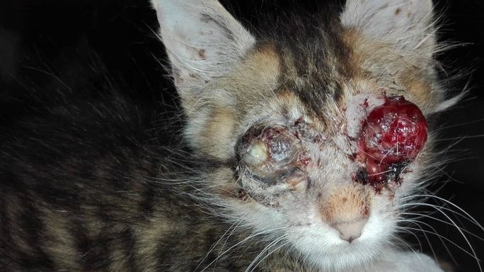 Blind and alone: this is Homer's story