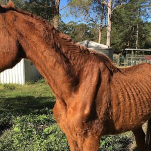 Please help us keep these rescued horses fed - and together!