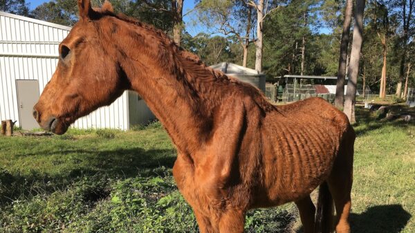 Please help us keep these rescued horses fed - and together!