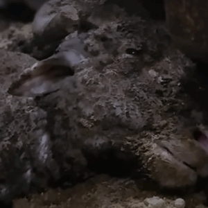Keep The Sheep Off The Boats - Stop Live Export
