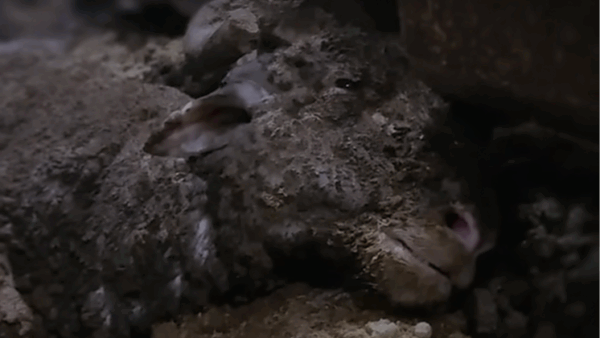 Keep The Sheep Off The Boats - Stop Live Export