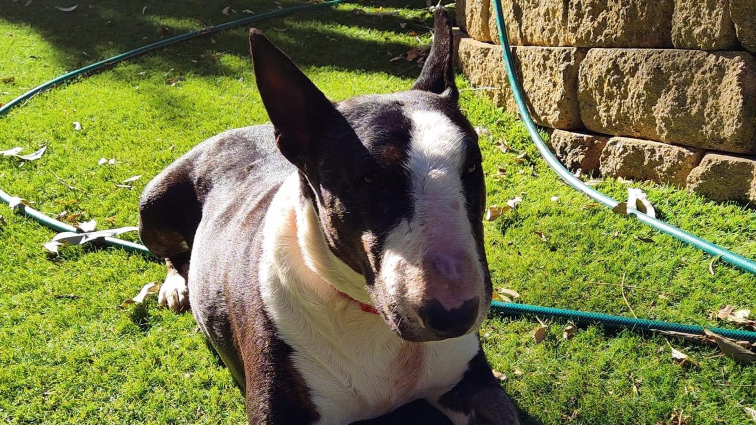 Tiny deserves a loving and pain free life ♥️