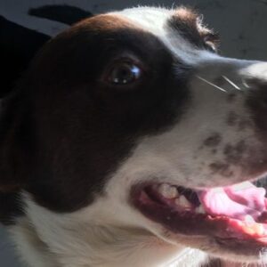 Gorgeous Kinder - a big hearted boy looking for his forever home