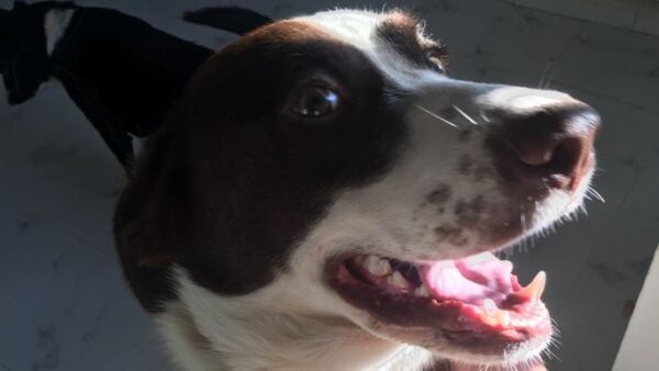 Gorgeous Kinder - a big hearted boy looking for his forever home