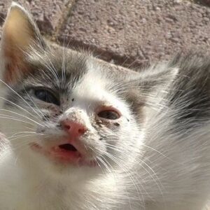 Help!  We need to urgently spay 9 female cats