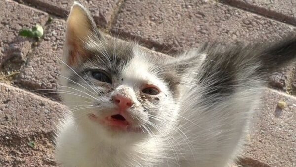 Help!  We need to urgently spay 9 female cats