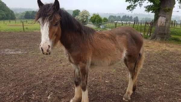 Taffy the abandoned foal funding page.