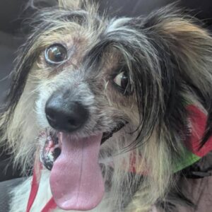Help Bobo Survive