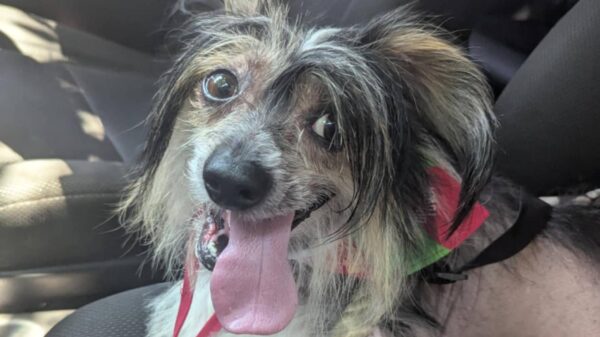 Help Bobo Survive