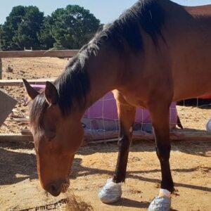 Help Save Beau (Diagnosed with Laminitis)