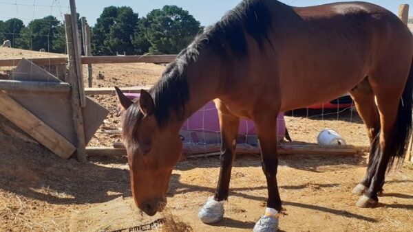 Help Save Beau (Diagnosed with Laminitis)