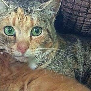 SAVE STRAY CATS & KITTENS FROM EUTHANASIA - via vetwork, rehabilitation and rehoming