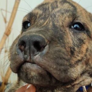 Help Save Our Beloved Puppy from Parvovirus
