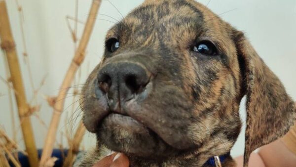 Help Save Our Beloved Puppy from Parvovirus