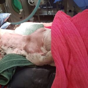 Help Save Izzy's Life