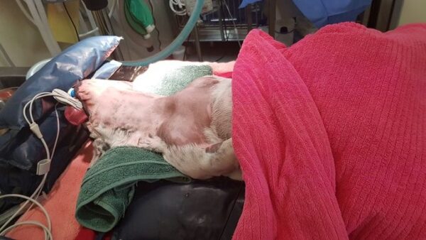 Help Save Izzy's Life