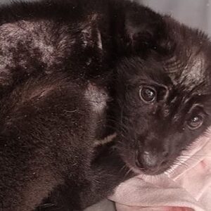 Save orphan dingo pups