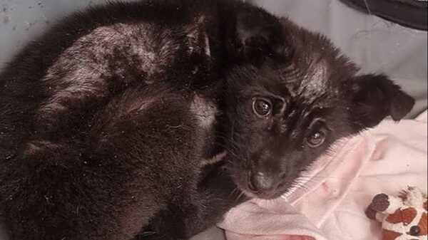 Save orphan dingo pups