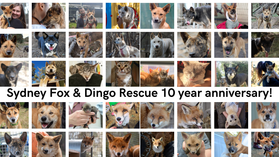 BUILD A CLINIC- SFDR 10 year Anniversary Fundraiser