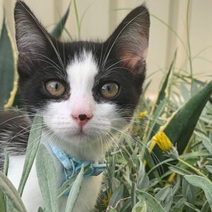 Support the ValleyCat Project