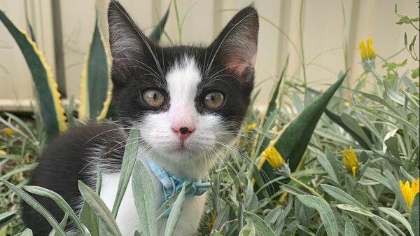 Support the ValleyCat Project