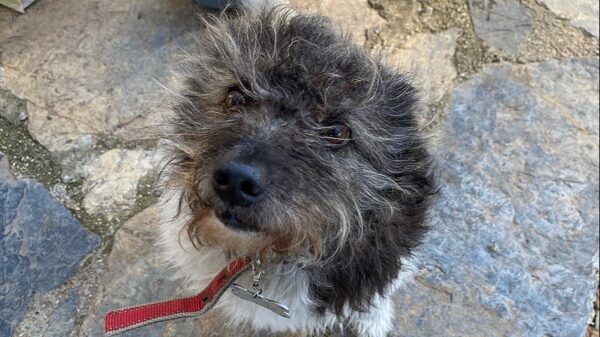 Muğla Stray Animals