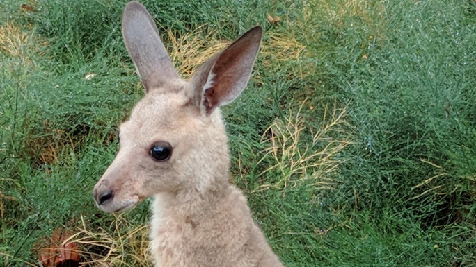 Build a kangaroo rescue/rehab centre with us