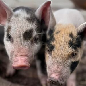 Fundraise for rescued pigs and their piglets