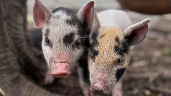 Fundraise for rescued pigs and their piglets