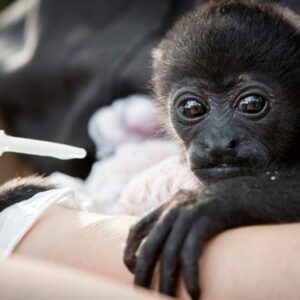 Wild Sun Rescue Center General Fund