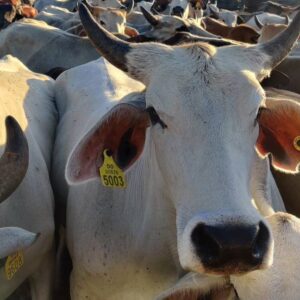help feeding cows