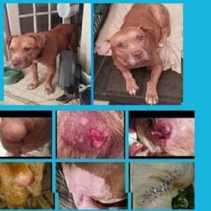 2 SURGERIES FOR REMMY IN 3 WEEKS!  WE NEED YOUR HELP.