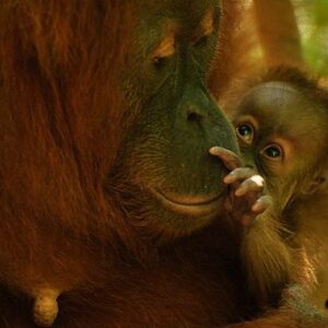 The Orangutan Project