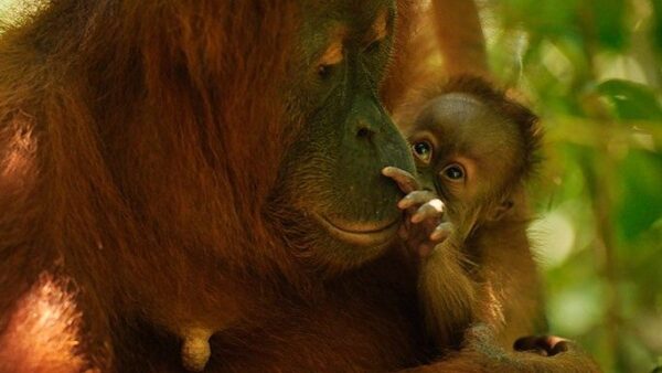 The Orangutan Project (New Zealand)