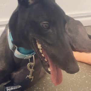 Save Onyx & Spooks Broken Ankles!