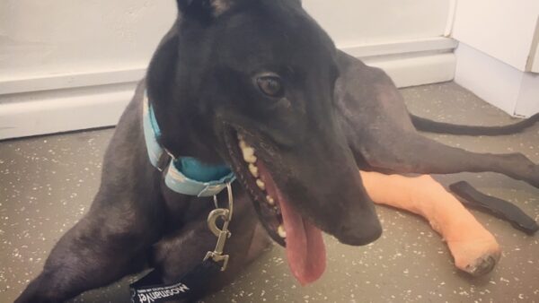 Save Onyx & Spooks Broken Ankles!
