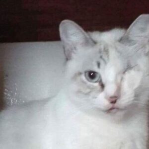 Lara urgently needs a home!