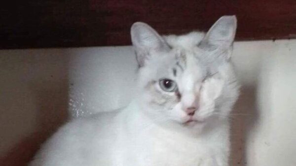 Lara urgently needs a home!