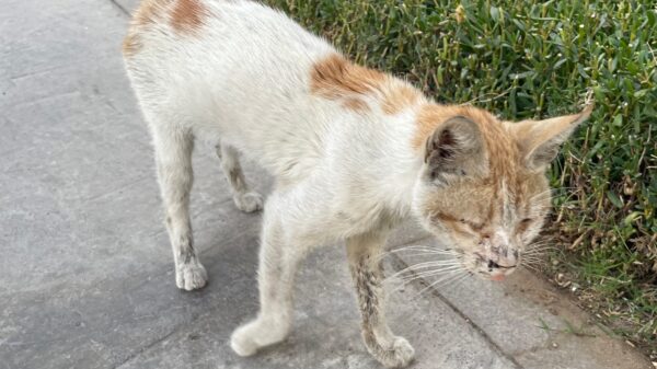 Help Lucky the abandoned Cat make it ❤️
