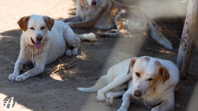 Winston wants to join his brother Douglas!