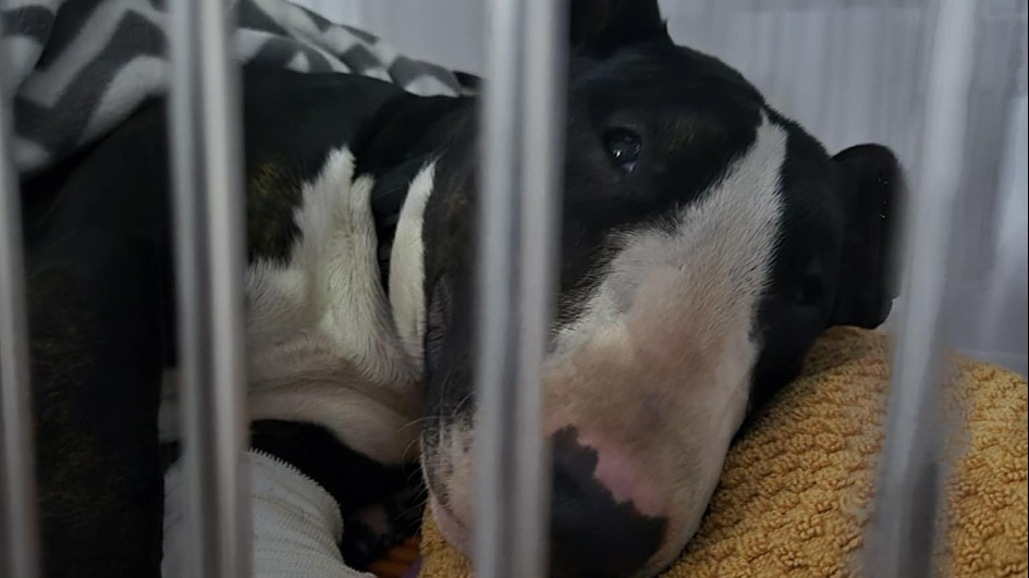 From Desexing to Emergency: Our Mission to Save Maude