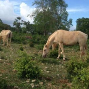 Medication support for these horses