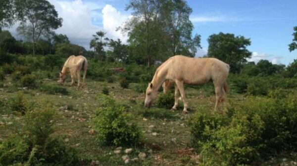 Medication support for these horses