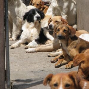 Please help us raise a new shelter for these street dogs!