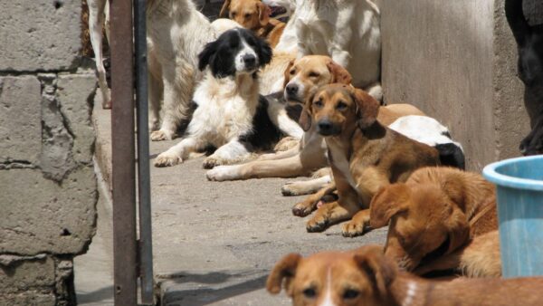 Please help us raise a new shelter for these street dogs!