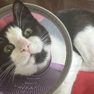 Help Ellie Heal and Give Others a Second Chance